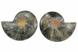 Cut/Polished Ammonite Fossil - Unusual Black Color #165662-1